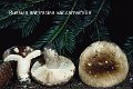 Russula anthracina var.carneifolia-amf2140